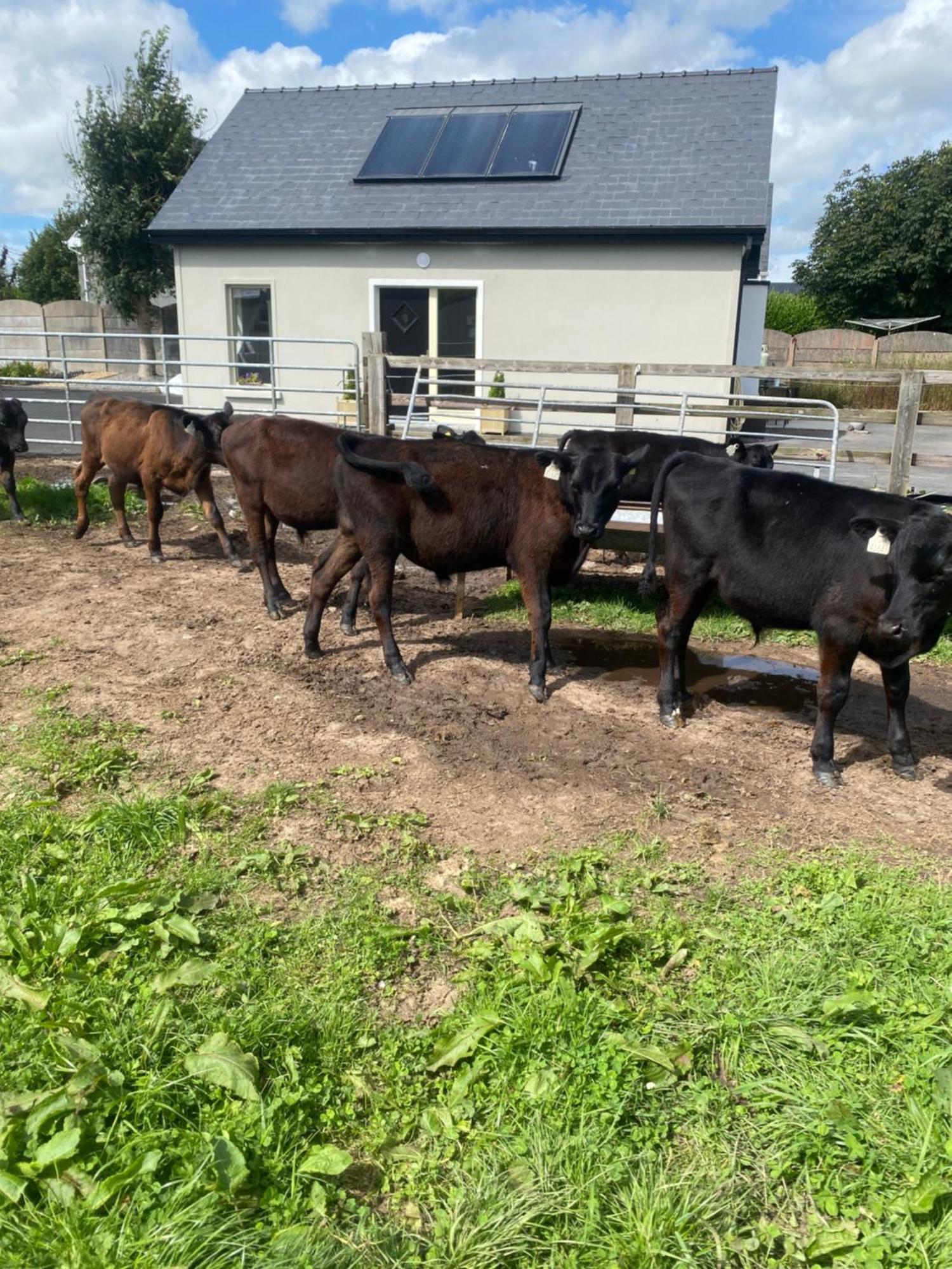 Luxury Country Escape Lejlighed Ennis Eksteriør billede